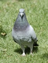 Gray Pigeon