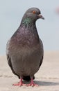 The gray pigeon