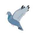 Gray pigeon flat vector illustration. Fauna, wildlife, town street bird. Flying dove with spread wings. City outdoors