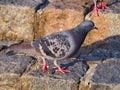 Of a gray pigeon perched on a rocky outcropping