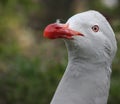 Gray pigeon portrait Royalty Free Stock Photo