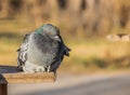 A gray pigeon with rainbow neck and bright eyes sits in a yellow bird and squirrel feeder from plywood Royalty Free Stock Photo