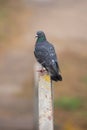 Gray pigeon sitting on iron railing Royalty Free Stock Photo