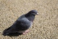 Gray Pidgeon lateral closeup in day with yellow ground backgroud
