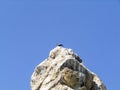 Gray pigeon on top of a rock. Rock eroded by pigeon droppings