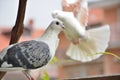 Gray pigeon with a white head and short beaked on a terrace Royalty Free Stock Photo