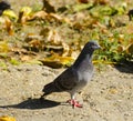 Gray pigeon wonders where to go