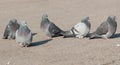 Gray pigeons walking along the road Royalty Free Stock Photo