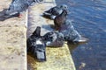 pigeons bathe in water on a sunny day Royalty Free Stock Photo