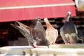 Gray pigeons bathing in the fountain on a warm summer day in the Turkish city of Kusadasi Royalty Free Stock Photo