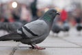 Gray pigeons on the square Royalty Free Stock Photo