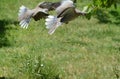 gray pigeons in flight Royalty Free Stock Photo