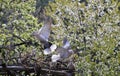 Gray pigeons in flight Royalty Free Stock Photo