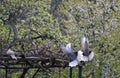 Gray pigeons in flight Royalty Free Stock Photo