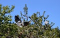 Gray pigeons in flight Royalty Free Stock Photo