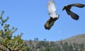 Gray pigeons in flight Royalty Free Stock Photo