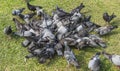 The gray pigeons are flighting for eating on grass in park Royalty Free Stock Photo