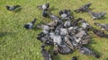 The gray pigeons are flighting for eating on grass Royalty Free Stock Photo