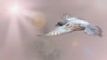 Gray pigeons flying on light and world background Royalty Free Stock Photo