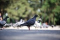 Gray pigeons. Royalty Free Stock Photo