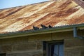 Gray pigeons perched on gutter of a rusty roof top