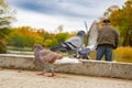 Gray pigeons sit on the concrete path