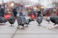 Gray pigeons on the square Royalty Free Stock Photo