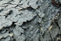 gray pine tree trunk texture, grey textured bark close-up