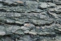 Gray pine tree trunk texture, grey textured bark close-up