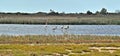 Gray and pink flamingos in the pond