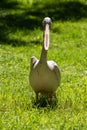 Gray or pink pelican bird of the family Pelicanidae Royalty Free Stock Photo