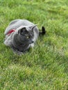 Gray Polydactyl Cat