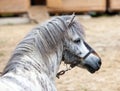 Gray pony