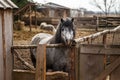 Gray pony in the cage