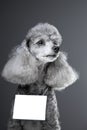 Gray poodle dog with tablet for text on grey