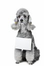 Gray poodle dog with tablet for text on isolated
