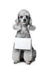 Gray poodle dog with tablet for text on isolated w Royalty Free Stock Photo