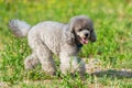 Gray poodle in green grass