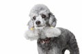 Gray poodle with leather collar on isolated white