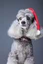 Gray poodle with red christmas cap Royalty Free Stock Photo