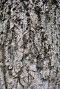 Gray poplar tree trunk with bark and green moss, vertical background Royalty Free Stock Photo
