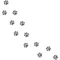 Paws prints. Dog path