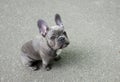 Gray puppy of a French bulldog on a gray background. Cute small baby dog.