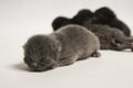 Gray puppy kitten on white background