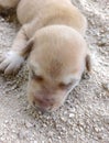 Gray puppy sleeping happily in the sand is a cute pet