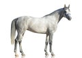 The gray purebred Arabian horse stading isolated on white background Royalty Free Stock Photo