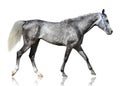 The gray purebred Arabian stallion goes isolated on white background