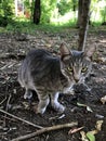 Gray purebred beautiful cat on a walk