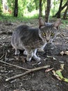 Gray purebred beautiful cat on a walk