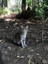 Gray purebred beautiful cat on a walk